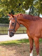 Leuke allround 5 jarige merrie, Dieren en Toebehoren, Paarden, Merrie, Gechipt, Zadelmak, 3 tot 6 jaar