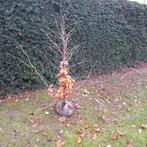 heester perzisch ijzerhout
3 stammig, Tuin en Terras, Planten | Bomen, Ophalen, Volle zon, Overige soorten, 100 tot 250 cm