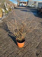 Viburnum plicatum 'Kilimanjaro', Tuin en Terras, Volle zon, Vaste plant, Lente, Ophalen