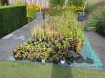 Diverse vaste planten in P9 potjes (Biologisch gekweekt), Vaste plant, Halfschaduw, Zomer, Ophalen