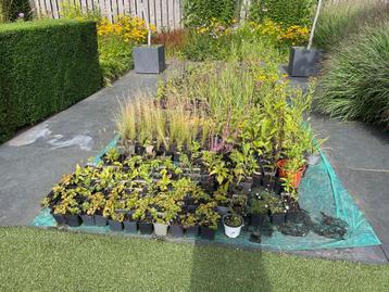 Diverse vaste planten in P9 potjes (Biologisch gekweekt) beschikbaar voor biedingen