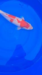 Ogata kohaku, Dieren en Toebehoren, Karper of Koi
