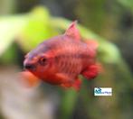 Sherry Barbeel, Dieren en Toebehoren, Vis, Zoetwatervis, Schoolvis