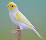 Te Koop, Koppel gele mozaïek kanaries met kooi mogelijk., Dieren en Toebehoren