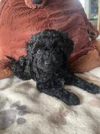 4 Aussiedoodle’s 8 weken, Dieren en Toebehoren, België, Particulier, Rabiës (hondsdolheid), Overige rassen