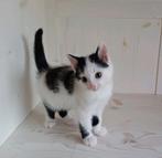 prachtige wit met zwarte kitten (poesje), Poes, 0 tot 2 jaar