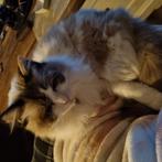 Ragdoll, Dieren en Toebehoren, Poes