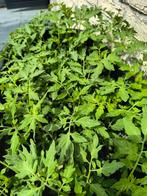 biologische tomatenplantjes, nog 8 stuks beschikbaar, Ophalen, Volle zon, Groenteplanten, Eenjarig