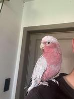 Superhandtamme rosé kaketoe, Dieren en Toebehoren, Vogels | Parkieten en Papegaaien