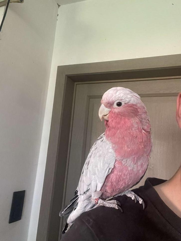 Superhandtamme rosé kaketoe, Dieren en Toebehoren, Vogels | Parkieten en Papegaaien