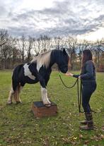 Gezocht - vrijheidsdressuur blok, Dieren en Toebehoren, Ophalen, Overige soorten