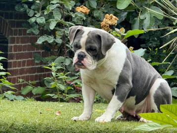 Old English  bulldog teef 2 jr 500€ lieve kleine rustige beschikbaar voor biedingen