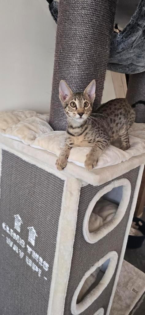 Savannah kittens, Dieren en Toebehoren, Katten en Kittens | Raskatten | Korthaar, Gechipt, Ontwormd