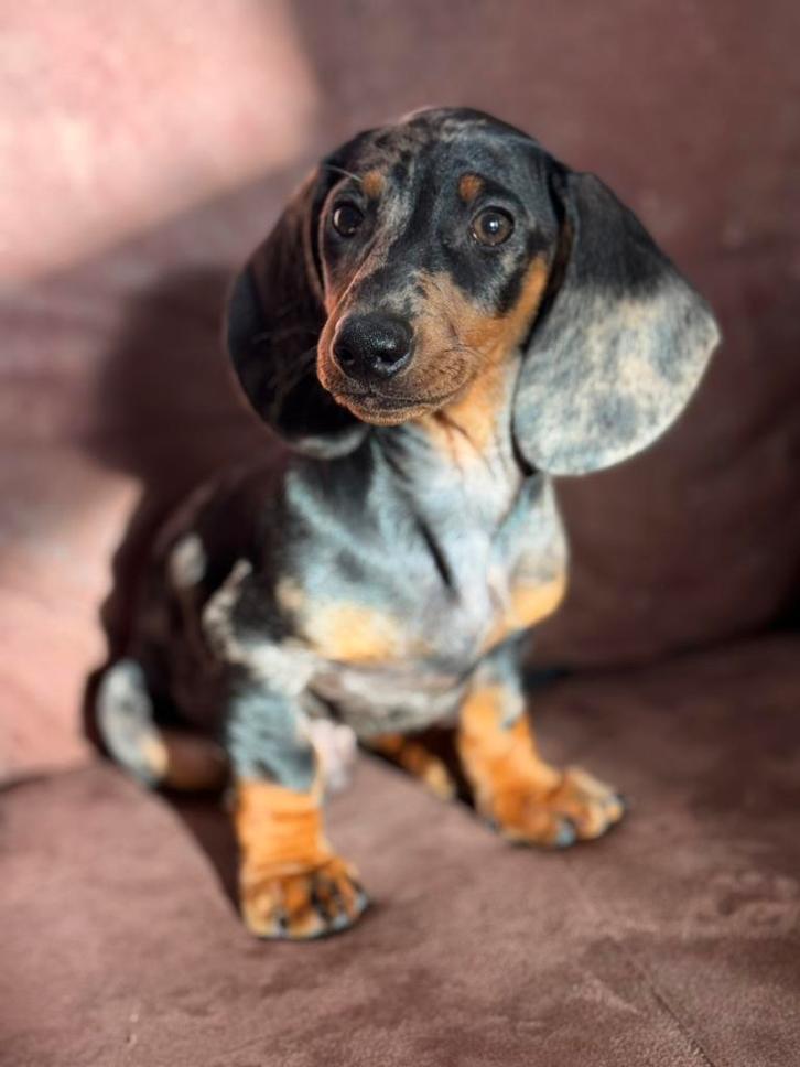 Dwergteckel merle puppy, Dieren en Toebehoren, Honden | Teckels en Dashonden, Reu, Korthaar, Dwerg, Particulier, Eén hond, Nederland