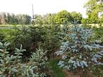 Kerstbomen te koop ca 200 stuks, Ophalen, Volle zon, Overige soorten