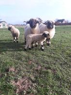 Walliser Schwarznase Schapen, Schaap, Vrouwelijk