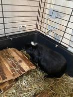 2 cavias incl kooi en toebehoren, Dieren en Toebehoren, Knaagdieren, Maart, Mannelijk