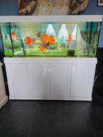 Compleet aquarium, Ophalen, Zo goed als nieuw, Gevuld zoetwateraquarium