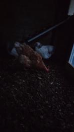 Mooie bruine legkip 7 maanden oud., Dieren en Toebehoren, Pluimvee, Vrouwelijk, Kip