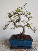 Zelkova bonsai, Bloeit niet, Halfschaduw, Minder dan 100 cm, Overige soorten