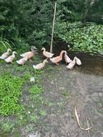 Saksen eenden te koop, Dieren en Toebehoren, Meerdere dieren, Eend