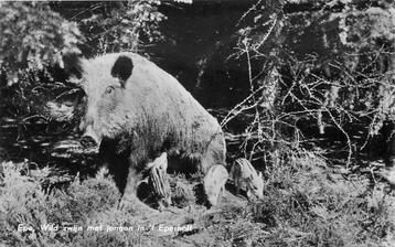 (387-215-045) Epe Wild zwijn met jongen beschikbaar voor biedingen