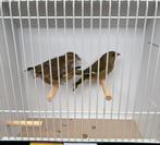 1-2 groenling wildkleur, Dieren en Toebehoren, Vogels | Overige Vogels, Meerdere dieren, Wildzangvogel, Geringd