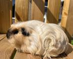 Lief Coronet cavia zeugje, April, Vrouwelijk, Cavia