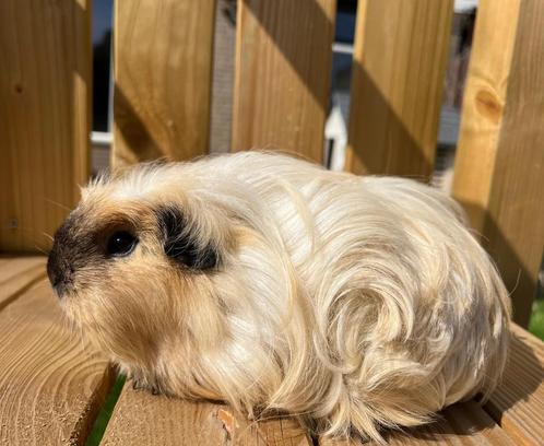 Lief Coronet cavia zeugje, Dieren en Toebehoren, Knaagdieren, Vrouwelijk, Cavia, April