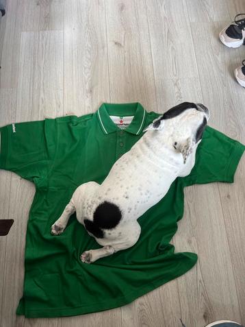 Heineken Polo Shirt XXL - Groen beschikbaar voor biedingen