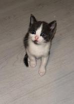 Te koop kittens!, Dieren en Toebehoren, Katten en Kittens | Raskatten | Korthaar, Meerdere dieren, Ontwormd, 0 tot 2 jaar