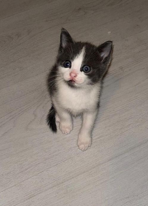 Te koop kittens!, Dieren en Toebehoren, Katten en Kittens | Raskatten | Korthaar, Meerdere dieren, 0 tot 2 jaar, Ontwormd