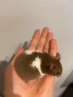Yound Syrian Hamster, Hamster, Augustus, Mannelijk, Tam