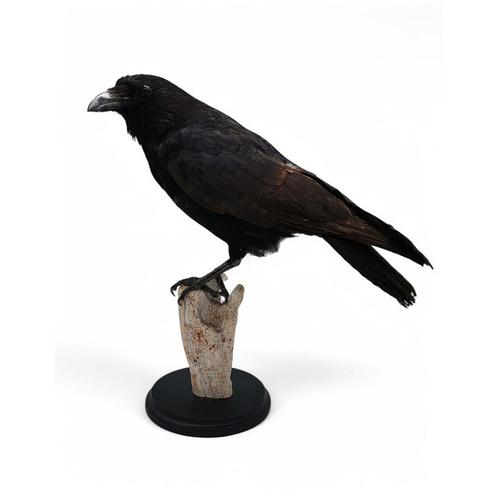 Recent opgezette Kraai PREPARATENSHOP, Verzamelen, Dierenverzamelingen, Nieuw, Opgezet dier, Vogel, Ophalen of Verzenden