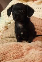 Dwergpoedel/chihuahua puppy's, Dieren en Toebehoren, Honden | Chihuahua's en Gezelschapshonden, Poedel, 8 tot 15 weken, Meerdere