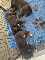 Te koop Boulab pups uit huis/woonkamer, Dieren en Toebehoren, 8 tot 15 weken, Labrador retriever, Parvo, Meerdere