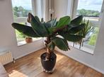 Bananenplant, Tuin en Terras, Planten | Tuinplanten, Volle zon, Vaste plant, Ophalen of Verzenden, Zomer