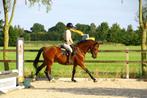 Bijrijd paardje gezocht, Dieren en Toebehoren, Ophalen of Verzenden, Nieuw