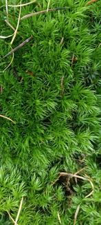 3 soorten Mooie Groene Mos, Ophalen of Verzenden, Nieuw