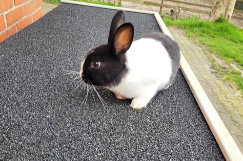 Leuke hollander konijntjes, Dieren en Toebehoren, Konijnen, Middelgroot, Meerdere dieren, 0 tot 2 jaar