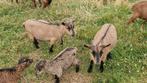 Dwerggeiten te koop, Dieren en Toebehoren, Schapen, Geiten en Varkens, Meerdere dieren, Geit