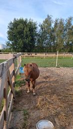 Goed thuis gezocht voor lieve shetlander, Minder dan 160 cm, Ruin, Zadelmak, 3 tot 6 jaar