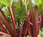 Rabarberplant - Vers uit de tuin!, Volle zon, Vaste plant, Ophalen of Verzenden, Bloeit niet