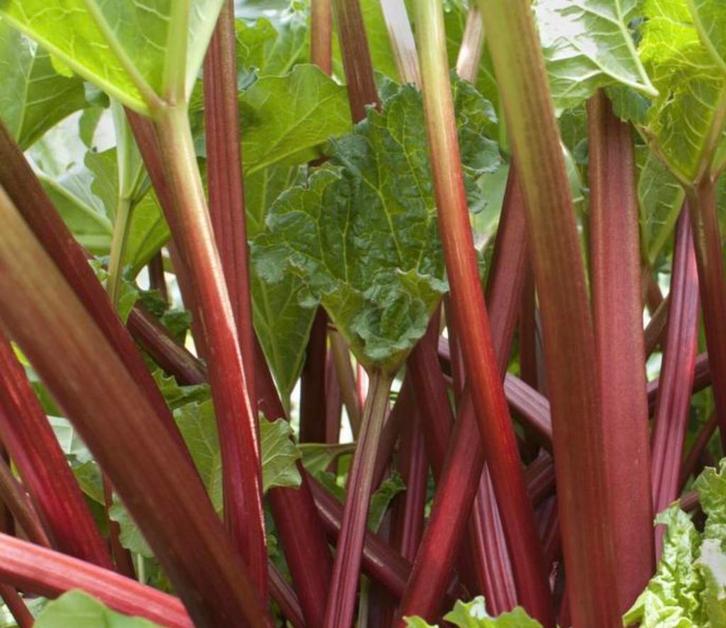 Rabarberplant - Vers uit de tuin!, Tuin en Terras, Planten | Tuinplanten, Vaste plant, Fruitplanten, Volle zon, Bloeit niet, Ophalen of Verzenden