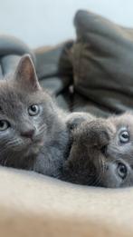 Britse korthaar kitten (laatste mannetje)‼️, Kater