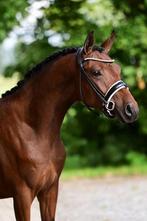 3 jarige sportpony te koop, Dieren en Toebehoren, Pony's, Gechipt, Ruin, Zadelmak, 3 tot 6 jaar