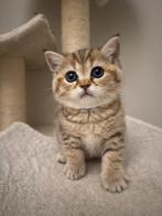 Britse Korthaar Kittens Golden/Silver, Dieren en Toebehoren, Ontwormd