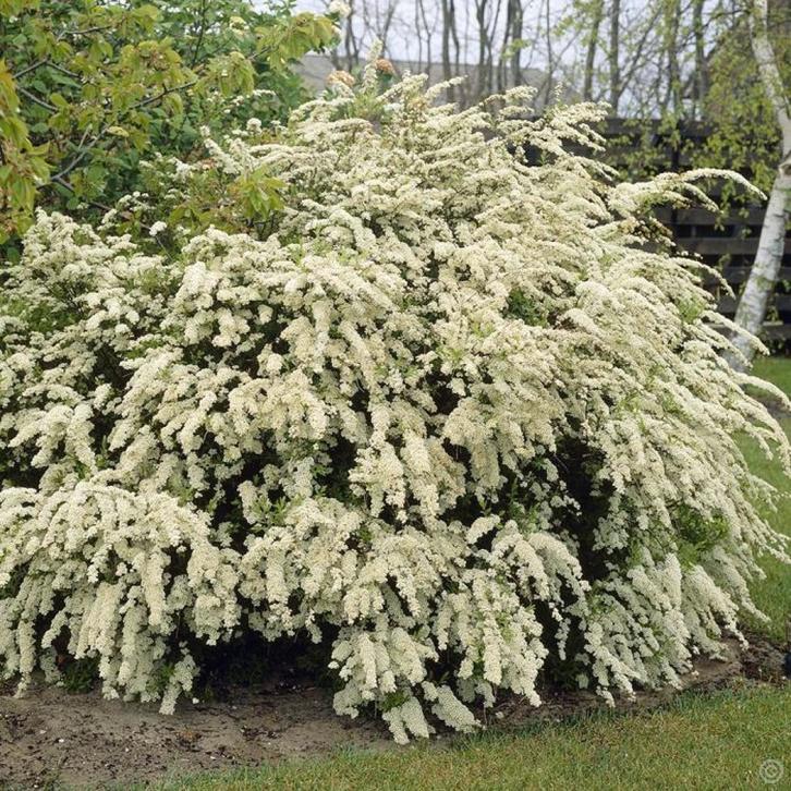 **ACTIE** Spirea vanhouttei, spierstruik wit, Tuin en Terras, Planten | Struiken en Hagen, Struik, Overige soorten, Minder dan 100 cm