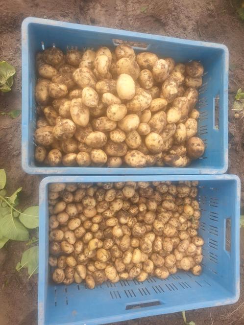 Ouddorpse nieuwe aardappelen, Diversen, Levensmiddelen, Ophalen