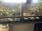 Terrarium met gifkikkers, Ophalen, Zo goed als nieuw, Terrarium of Paludarium